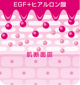 EGF+ヒアルロン酸